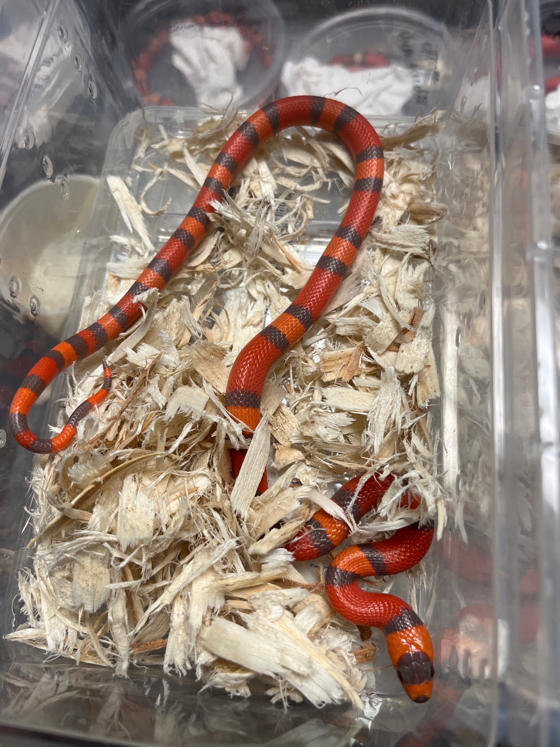 Extreme Mega Hypo Honduran Milk Snake by New Moon Reptiles, LLC