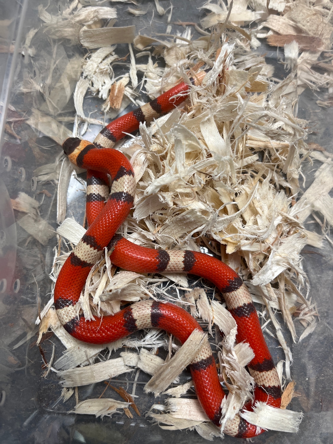 Extreme Hypo Tricolor Honduran Milk Snake by New Moon Reptiles, LLC