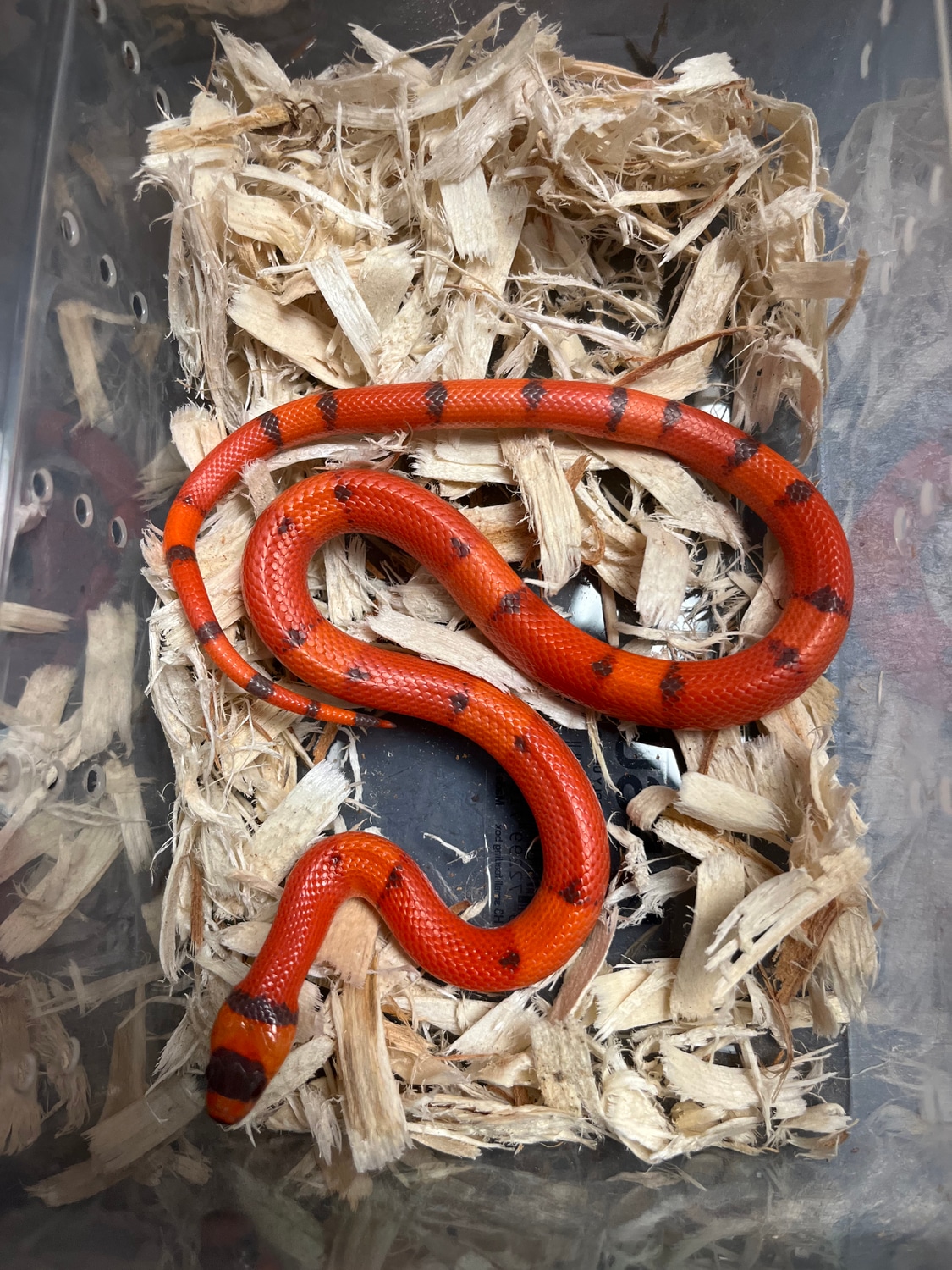 Extreme Falcon Hypo Tangerine Vanishing Honduran Milk Snake by New Moon