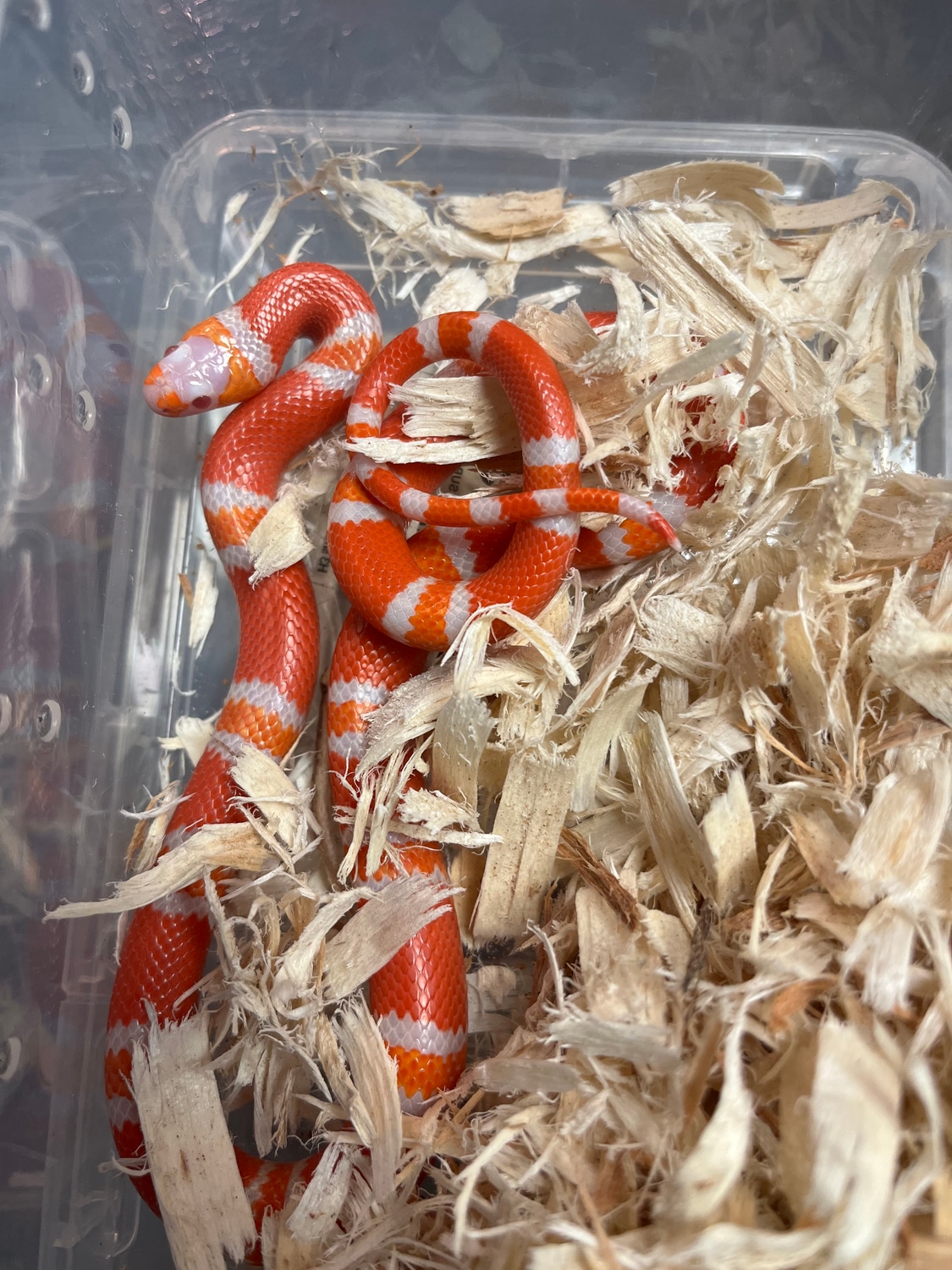 Hybino Honduran Milk Snake by New Moon Reptiles, LLC MorphMarket