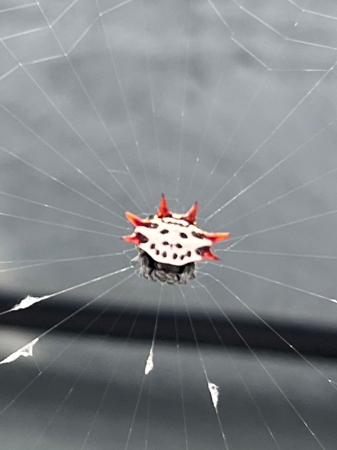 Spinybacked Orb Weavers True Spider by New Moon Reptiles, LLC