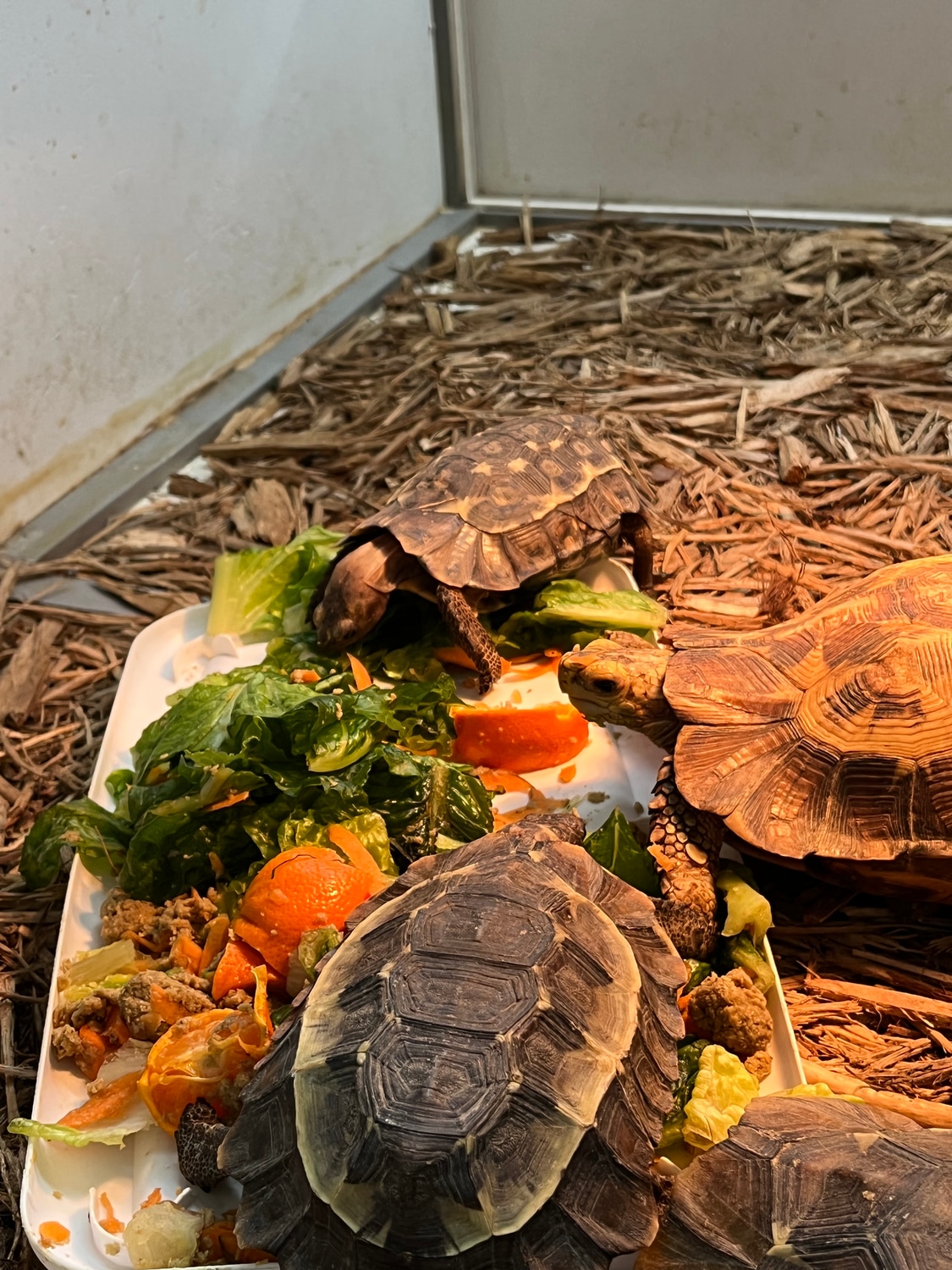 Homeana Hingeback Home's Hingeback Tortoise by New Moon Reptiles, LLC