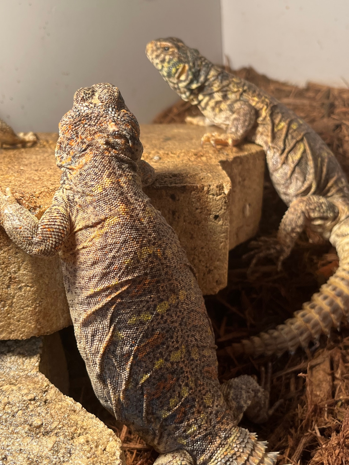Ornate Spinytailed Lizard by New Moon Reptiles, LLC MorphMarket
