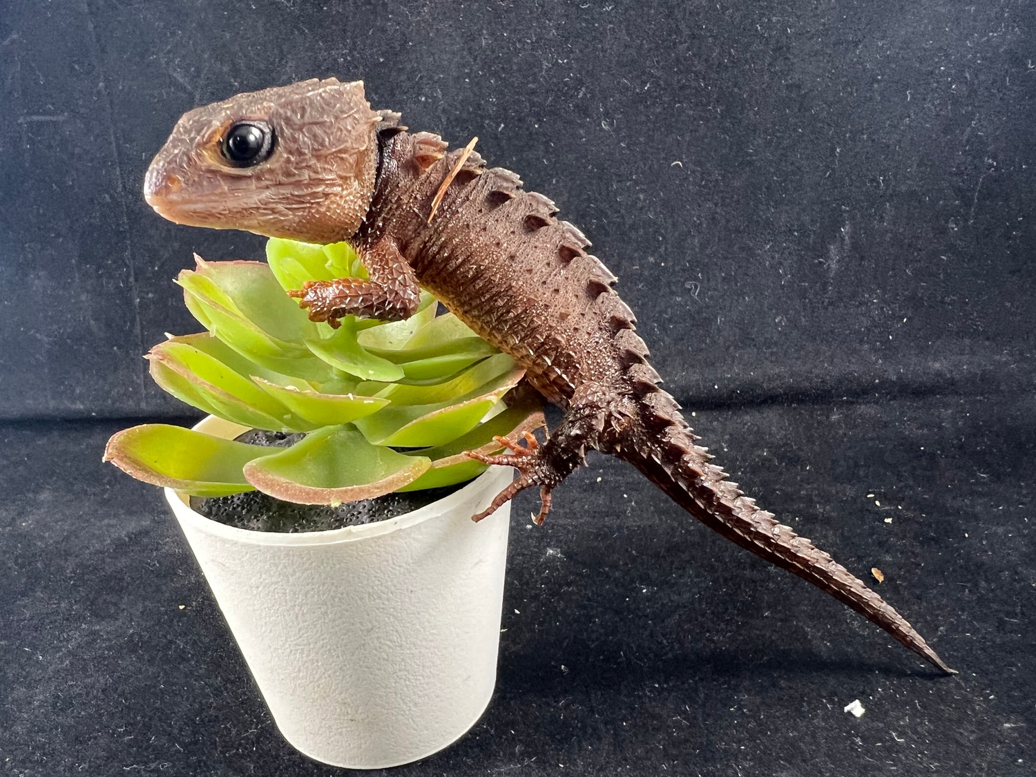 Casque Headed Skink Other Skink by New Moon Reptiles, LLC MorphMarket