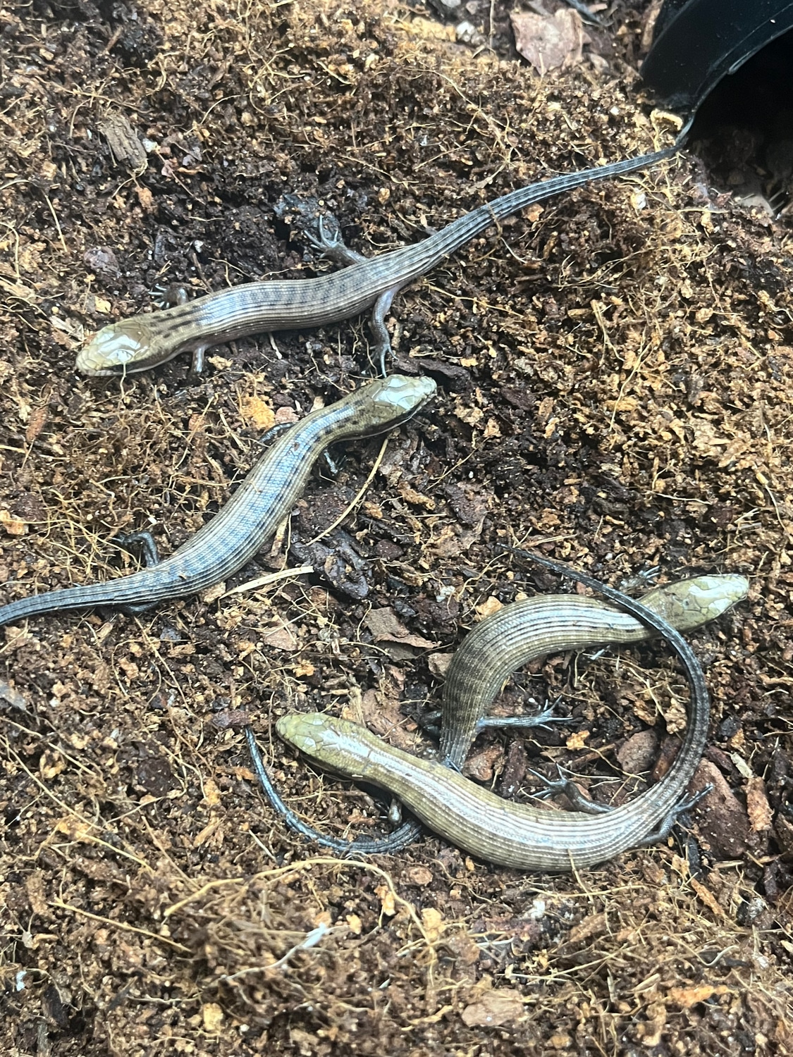 Giant Haitian Galliwasp CBB Other Lizard by New Moon Reptiles, LLC