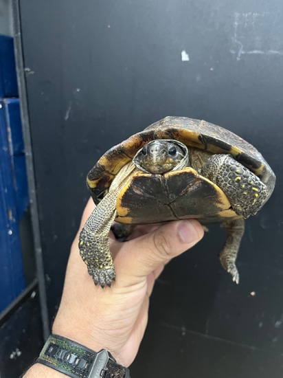 Brown Wood Turtle $550 by New Moon Reptiles, LLC