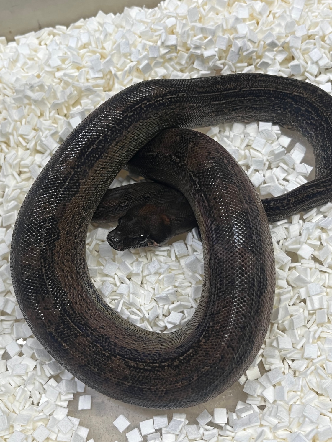 Leopard 66 Het T+ Boa Constrictor by New Moon Reptiles, LLC MorphMarket