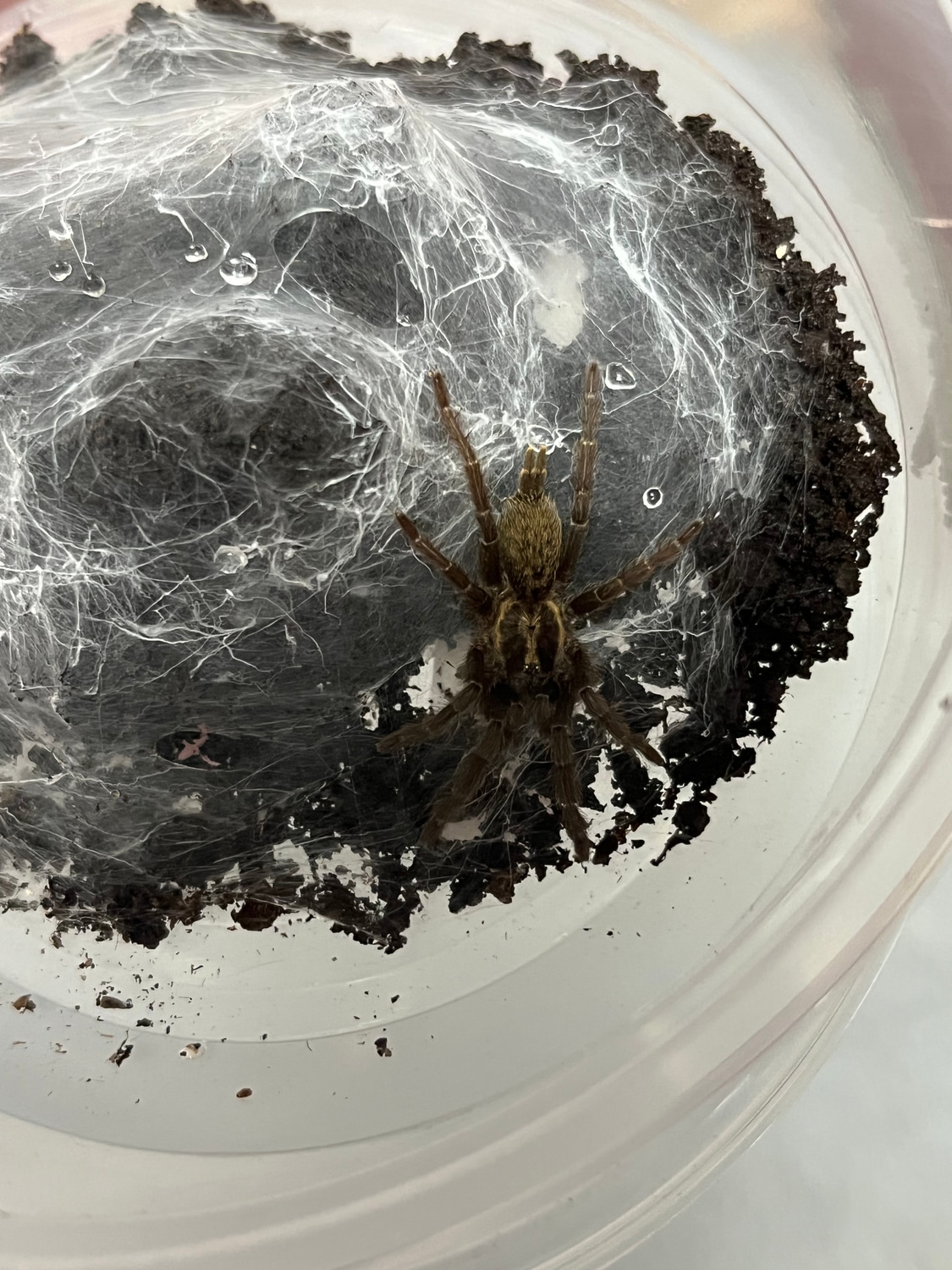 Tanzanian Chestnut Baboon CB “Sling” Tarantula by New Moon Reptiles