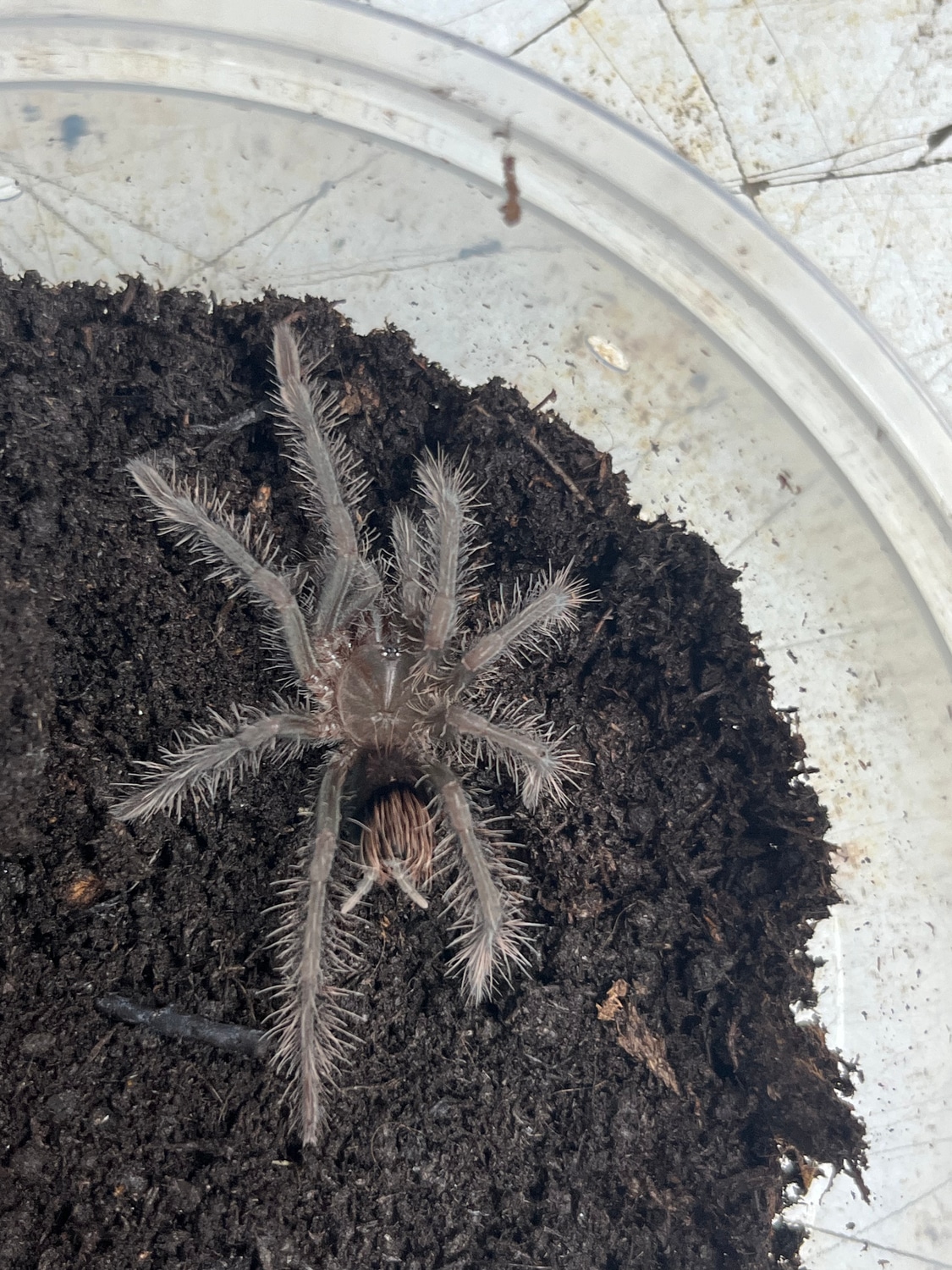 Bolivian Blue Leg Birdeater CB Tarantula by New Moon Reptiles, LLC