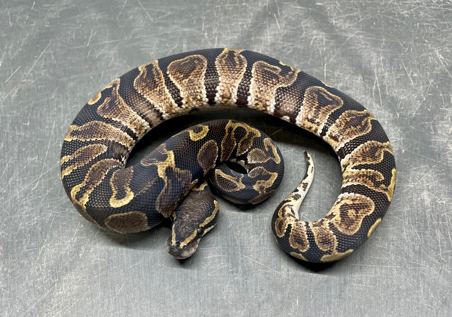 GHI Double Het Hypo Pied Ball Python by NEW Reptiles MorphMarket