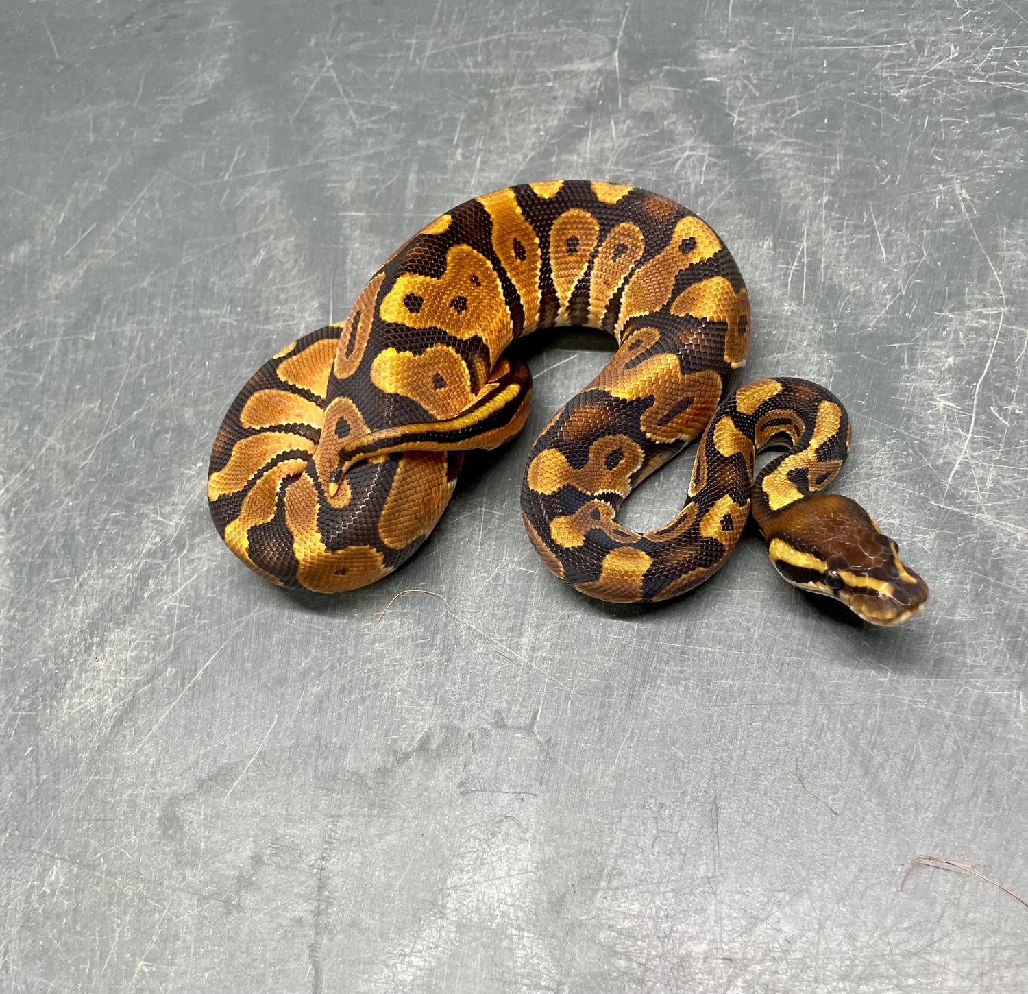 Black Pastel Enchi Het Ultramel 66 Het Albino Ball Python by NEW Reptiles MorphMarket