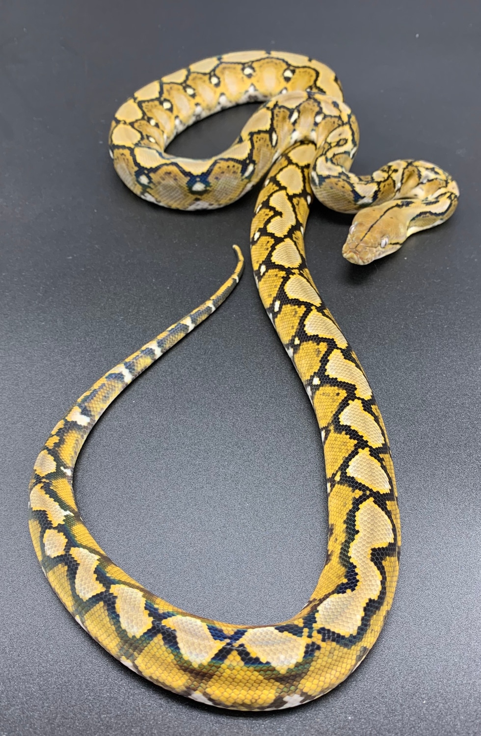 Sunfire Het Pied Poss Het Albino Reticulated Python by New Shed ...