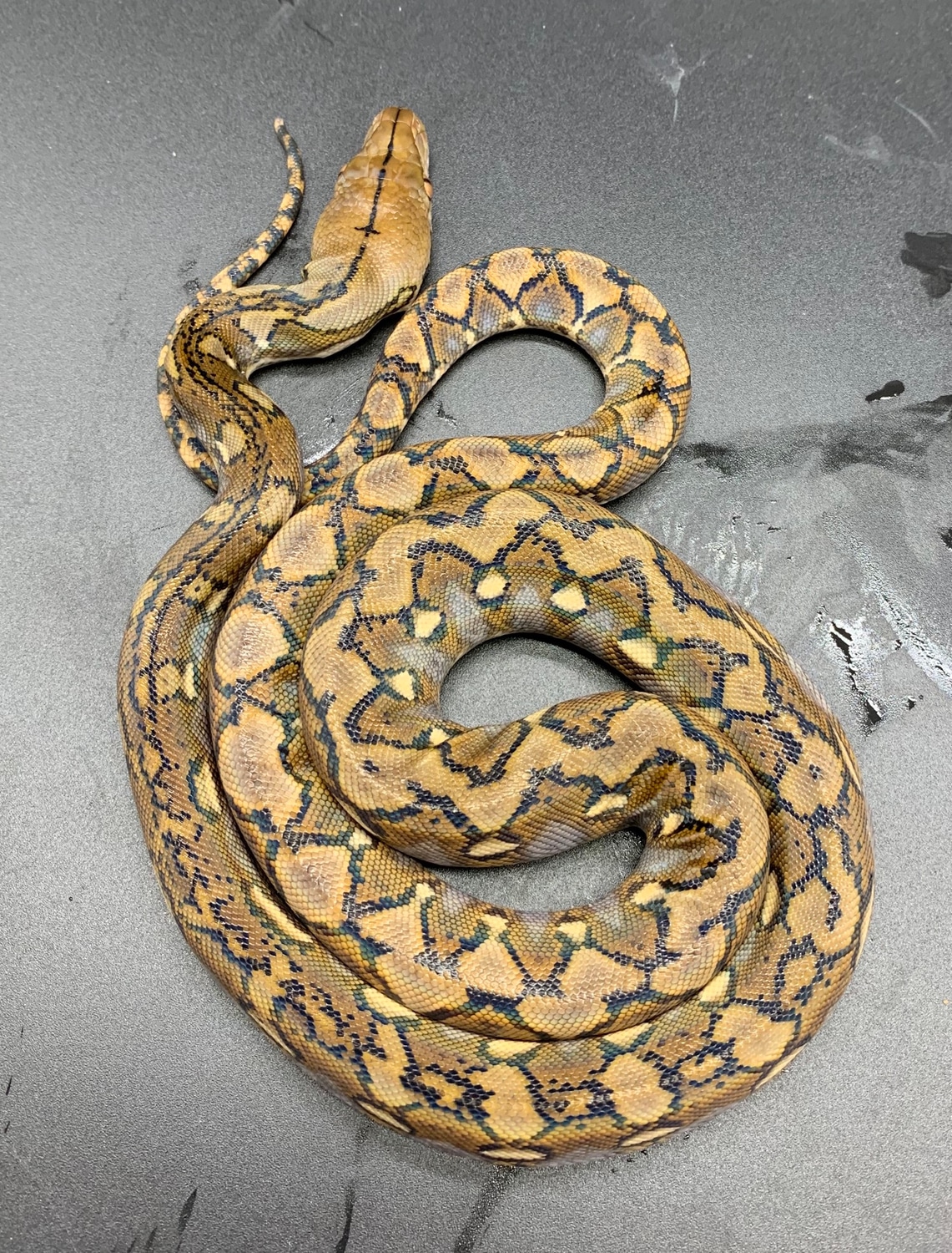 Normal 50% Super Dwarf Reticulated Python by New Shed Serpents ...