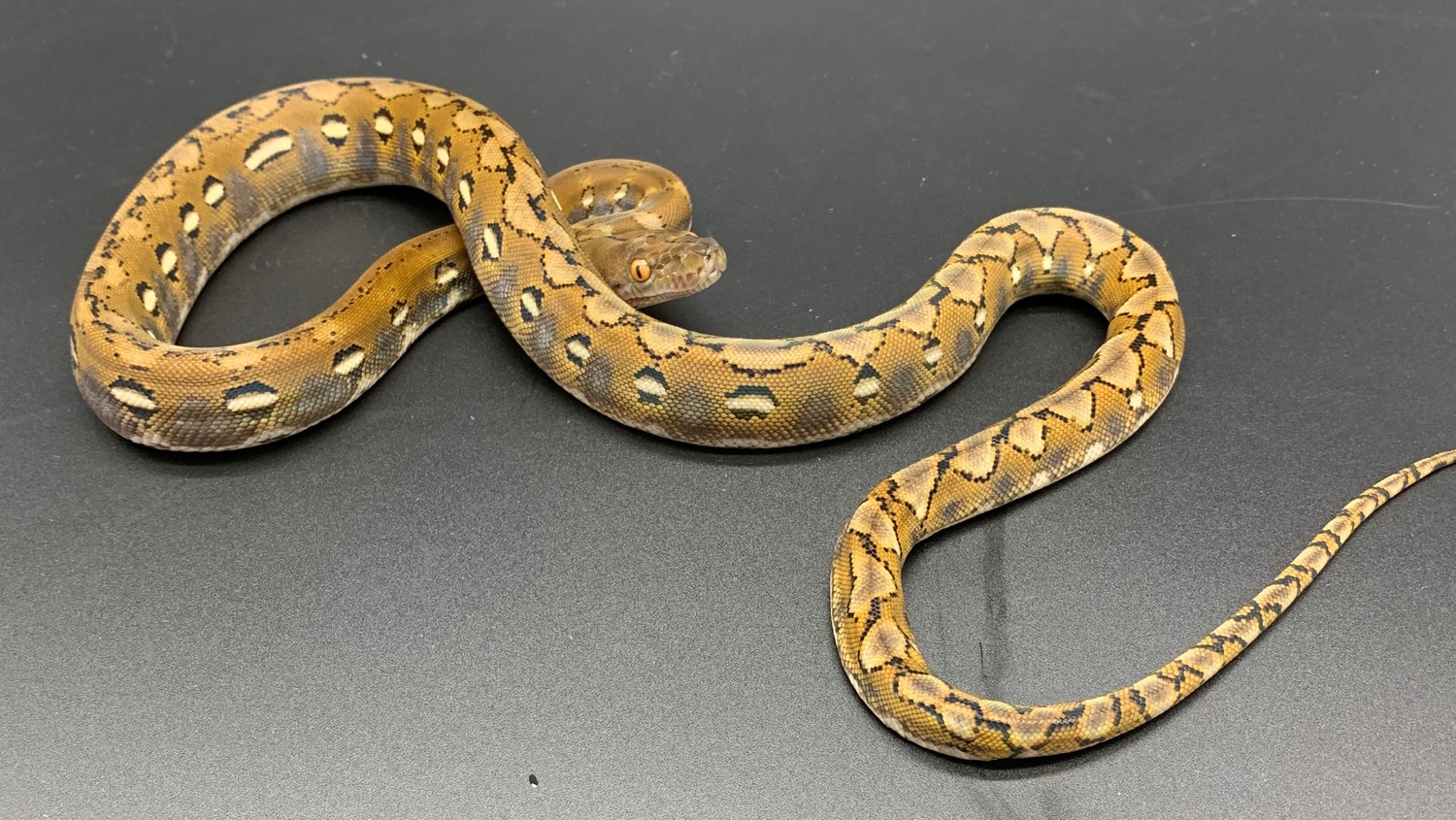 50% Super Dwarf Reticulated Python by New Shed Serpents - MorphMarket