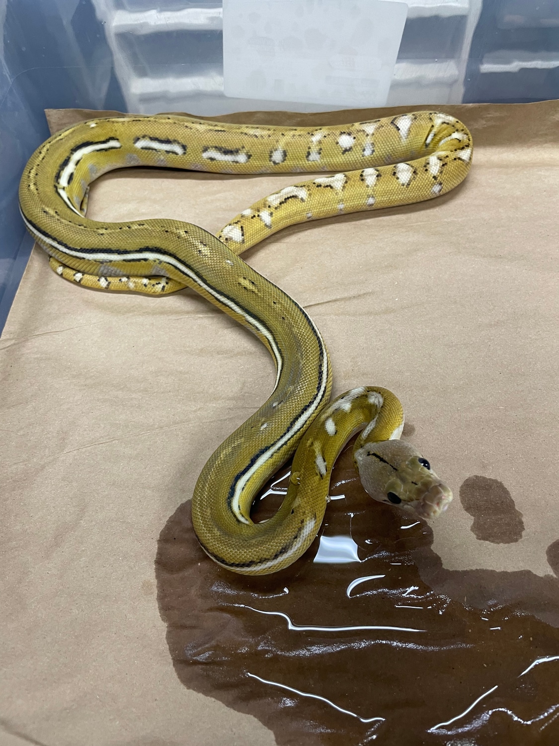 Platinum Anthrax Reticulated Python by New Shed Serpents - MorphMarket