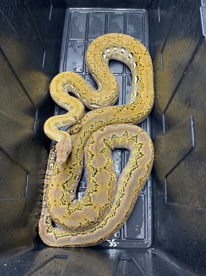 50% Super Dwarf Platinum Reticulated Python by New Shed Serpents