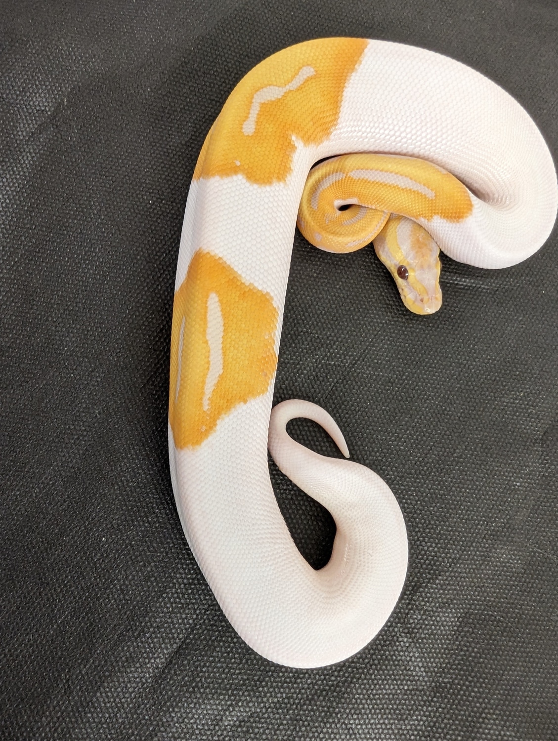 Dreamsicle Ball Python by New Venture Ball Pythons - MorphMarket