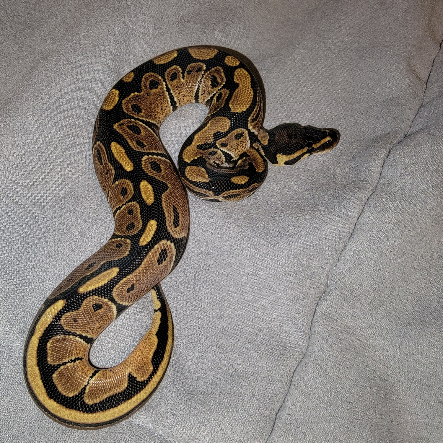 2023 Normal 100 Het Albino Ball Python by Hugs and Hisses Reptiles