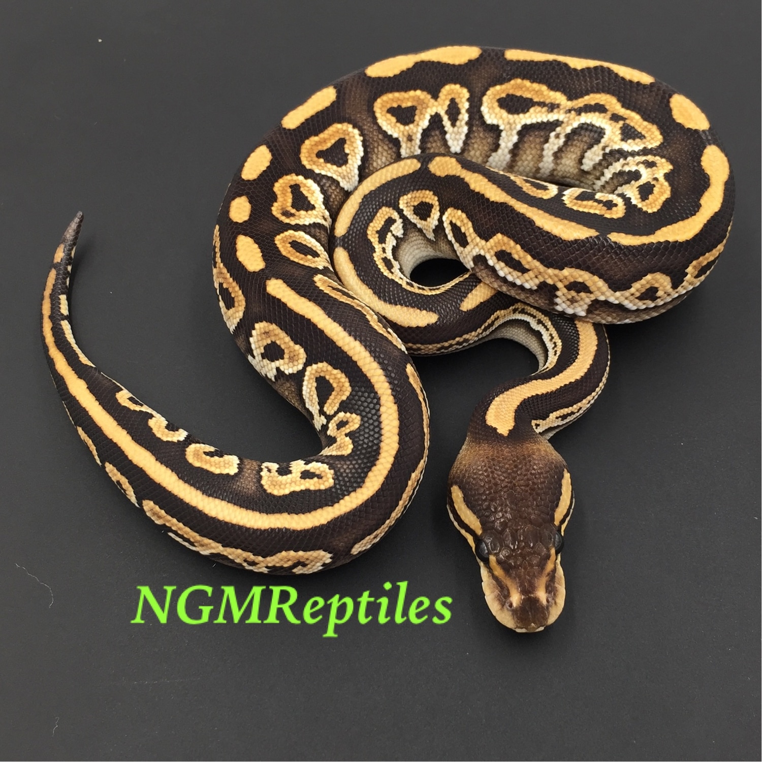 Black Magic Ball Python by NGM Reptiles - MorphMarket