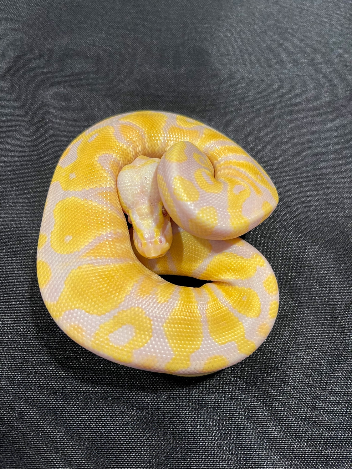 Pastel Candy Ball Python by Infinite Possible Pythons LLC MorphMarket