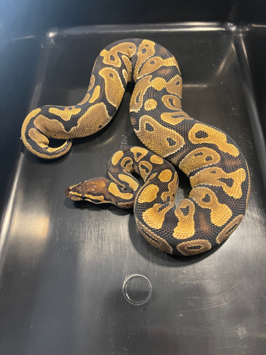 Chocolate Ball Python by Infinite Possible Pythons LLC - MorphMarket