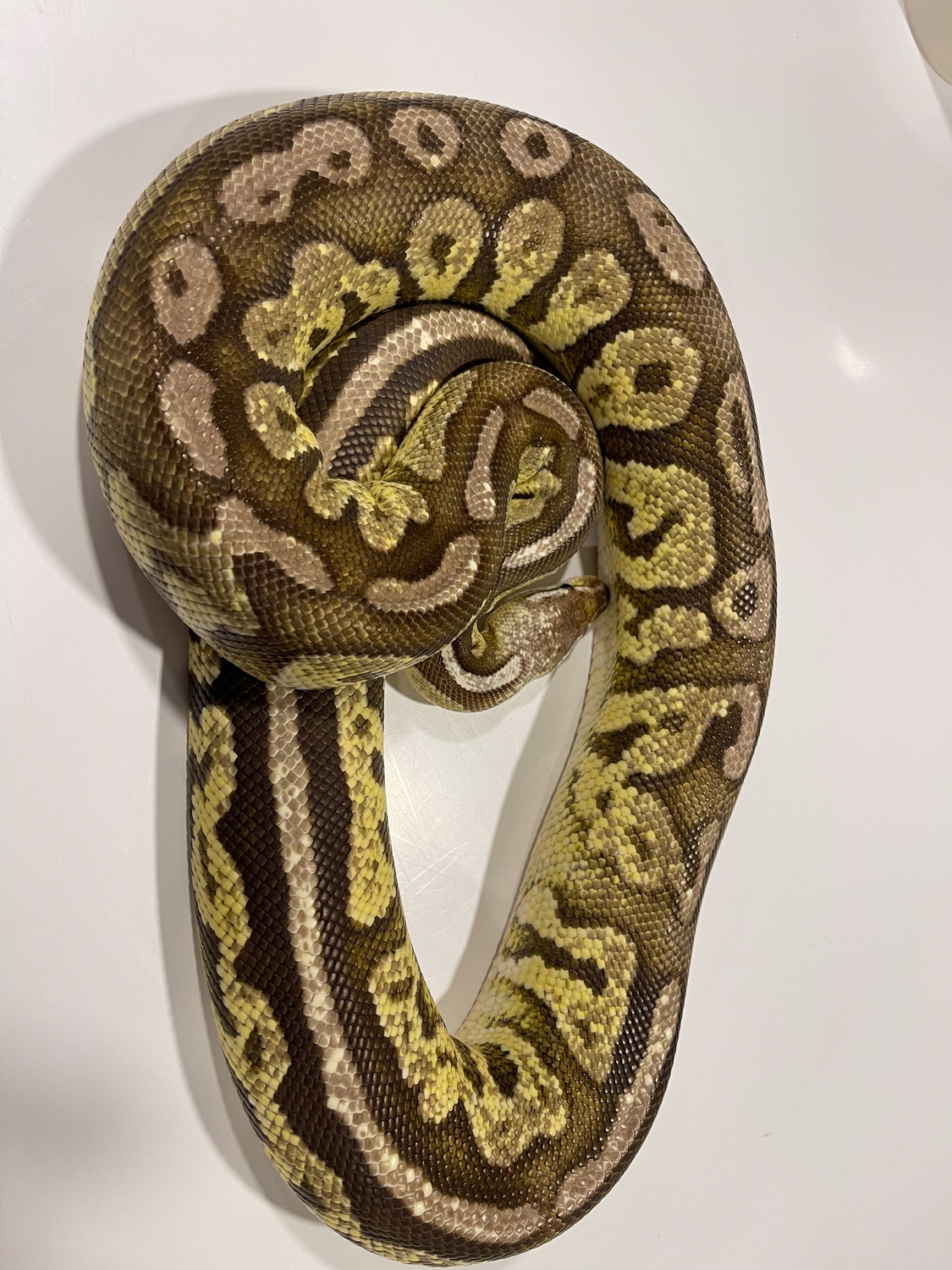 Citrus Pastel Cinnamon Flame Ball Python by Infinite Possible Pythons ...