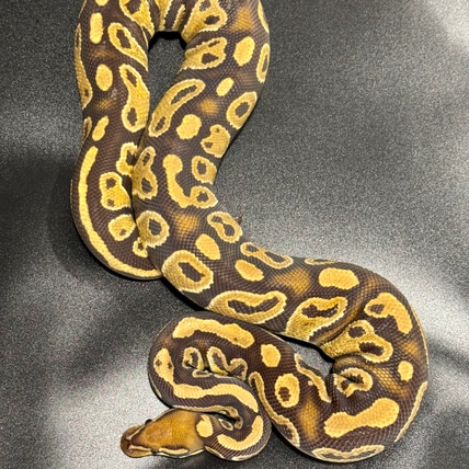 Enchi Trojan Het Clown Proven Breeder Male Ball Python