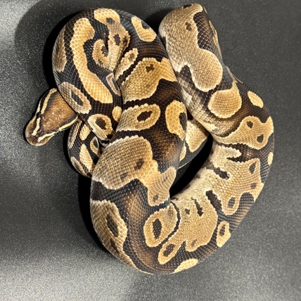 TH DG Pied Hypo Male Breeder Proven Ball Python