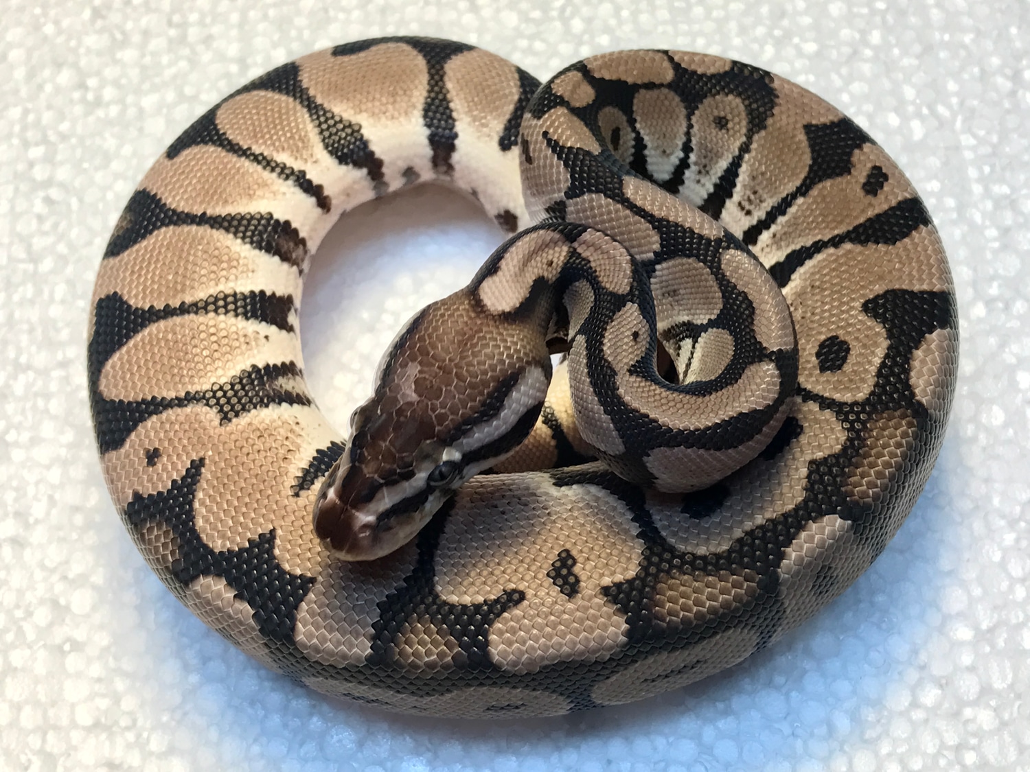 Pastel Vpi Axanthic Ball Python by Nicebalz Snakes - MorphMarket