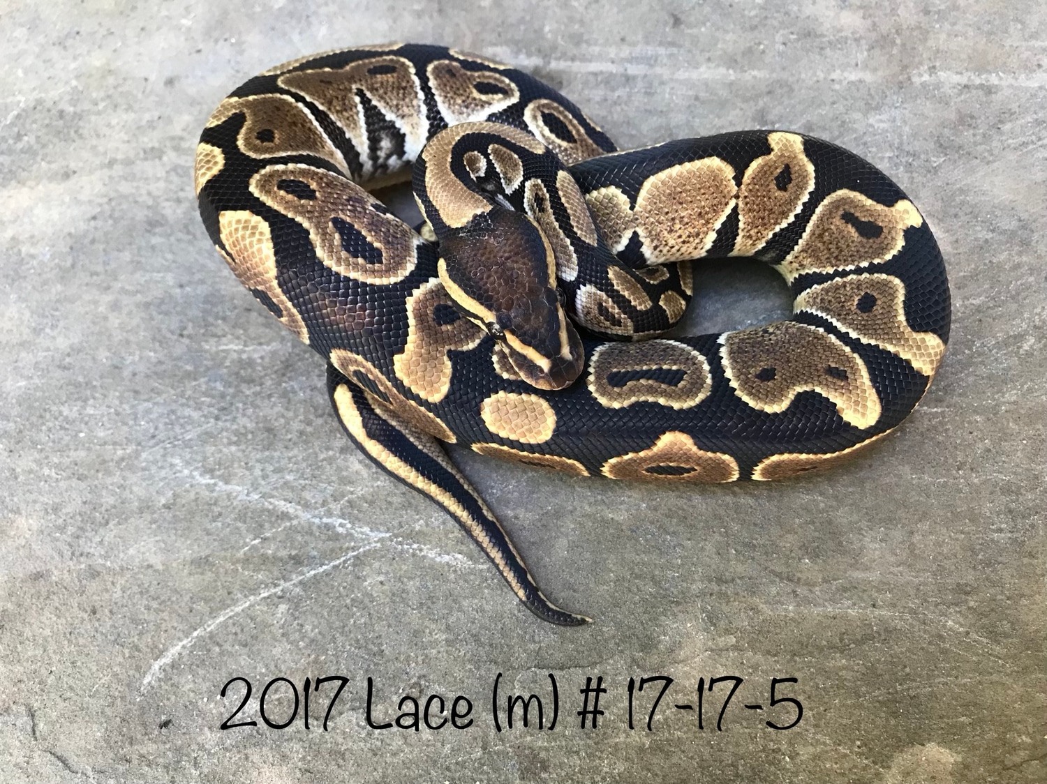 Lace Ball Python by Nicebalz Snakes MorphMarket
