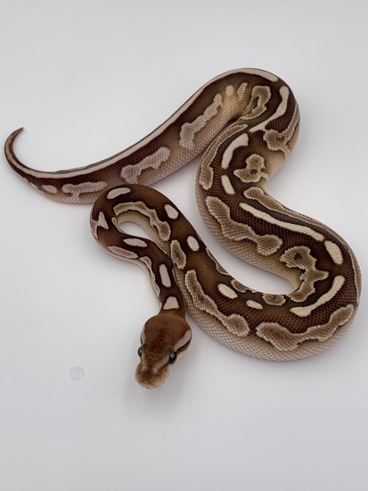 Black Pastel Lesser Pos Lace Ball Python by Nicebalz Snakes
