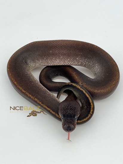 Suma Pos. Phantom Ball Python by Nicebalz Snakes