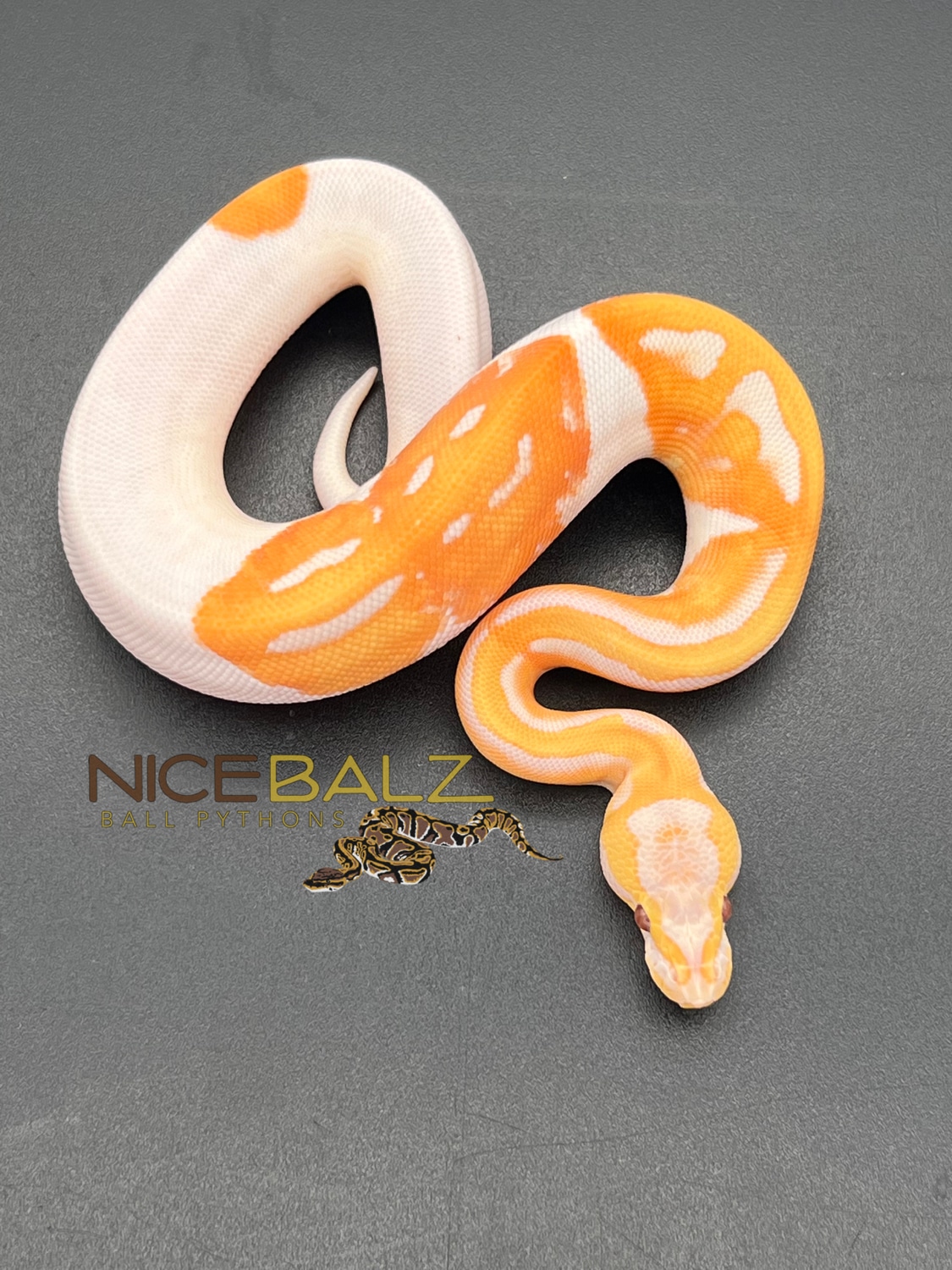 Dreamsicle Ball Python by Nicebalz Snakes - MorphMarket