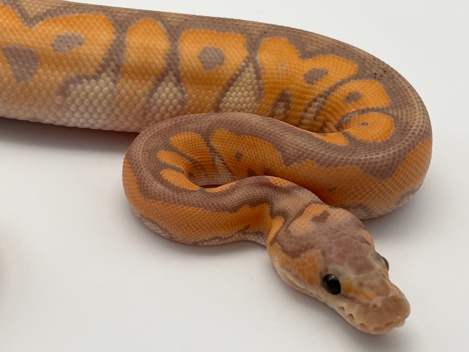 Banana Black Pastel Clown Pos Lace Ball Python by Nicebalz Snakes ...