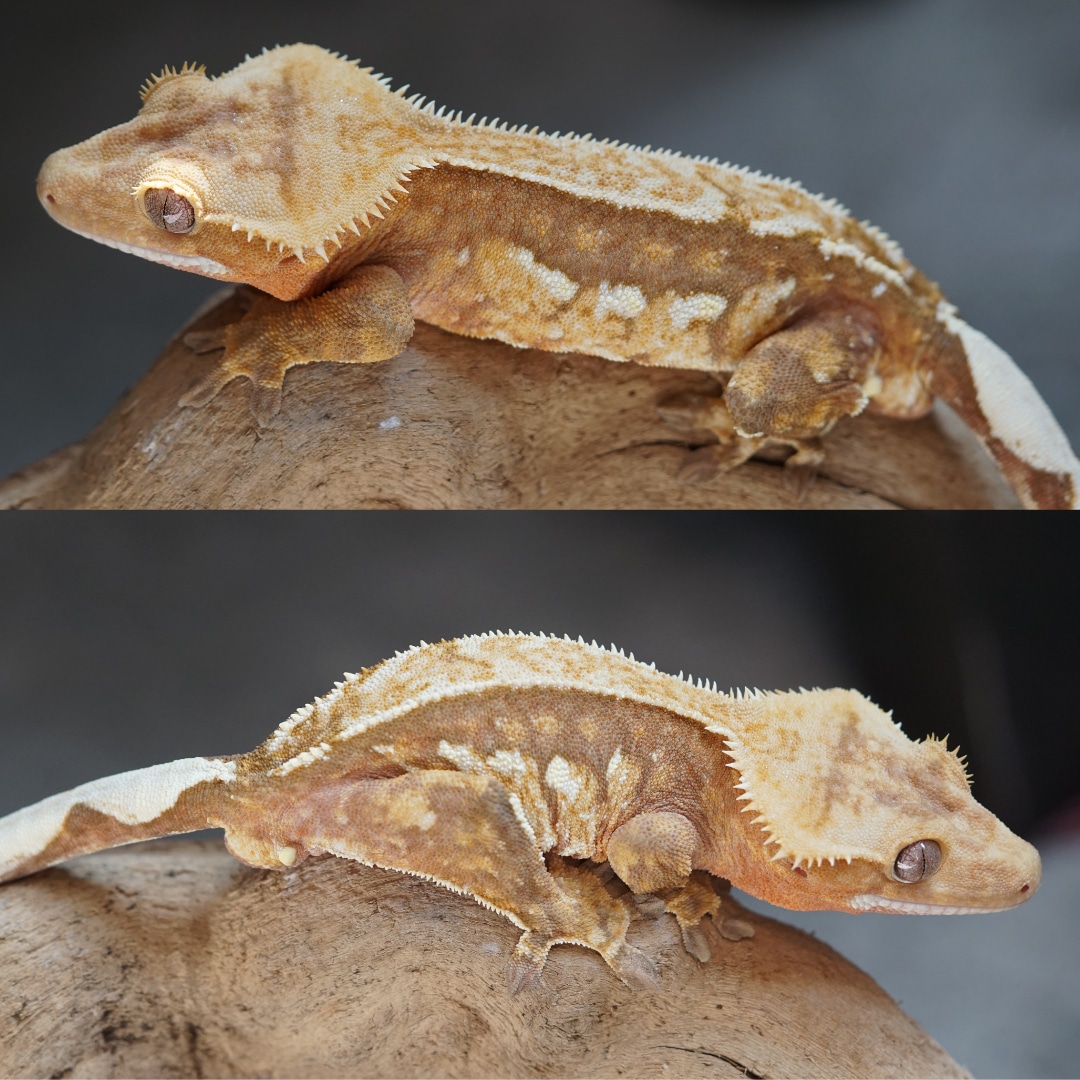 Soft Scale Red TriColor Crested Gecko by Giuliana's Geckos MorphMarket