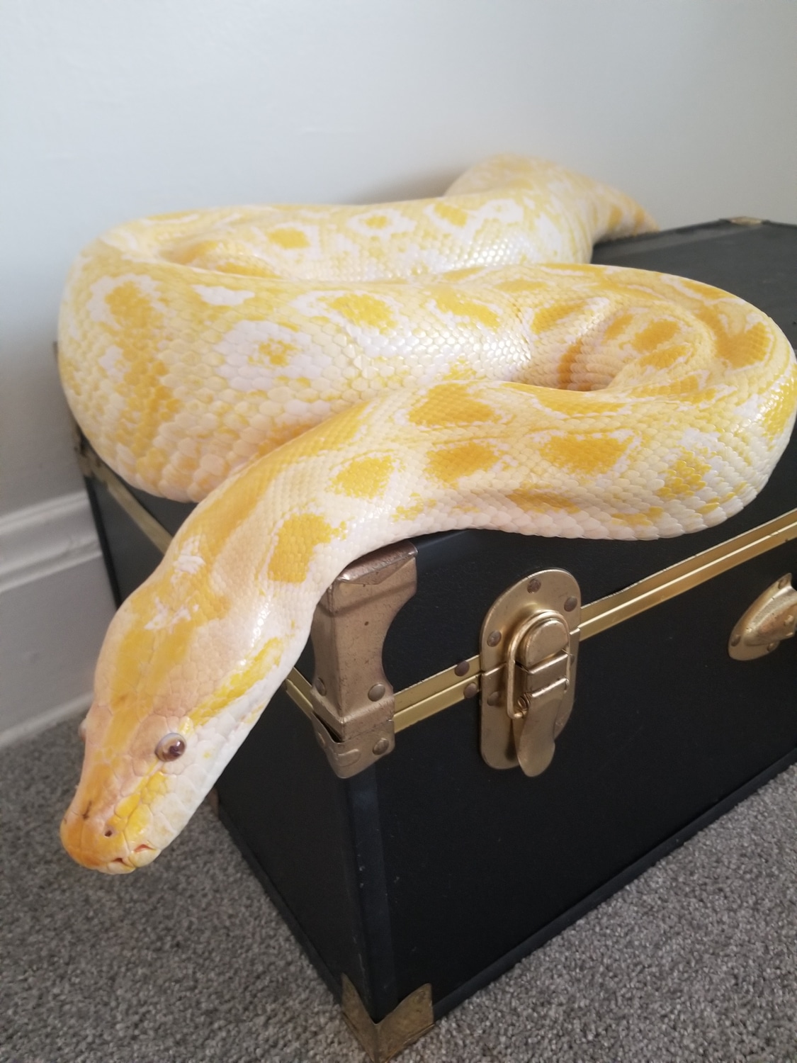 Albino Burmese Python by Cleveland Constrictors - MorphMarket