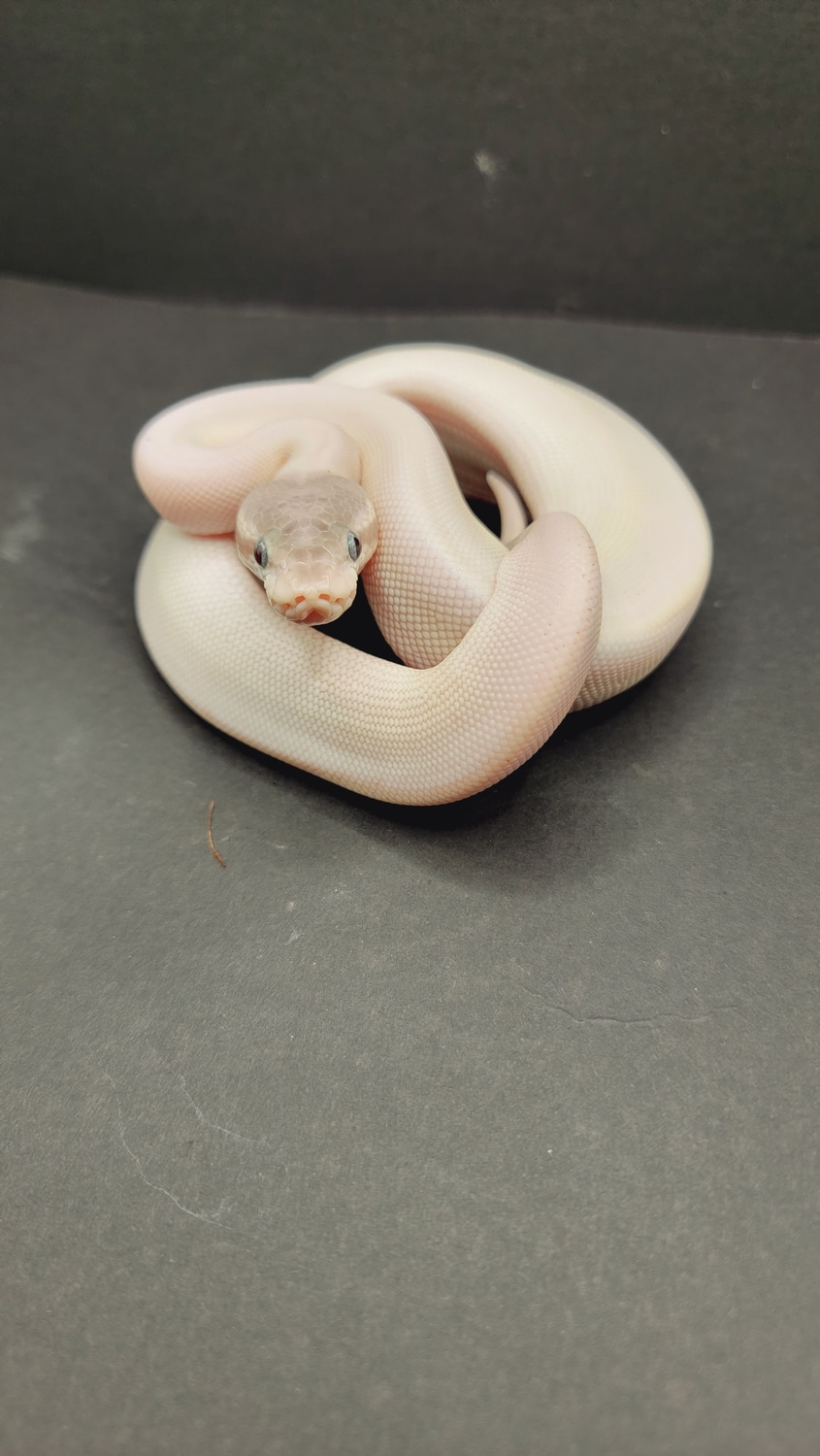 Super Mojave Ball Python by NKOBalls & Exotics - MorphMarket
