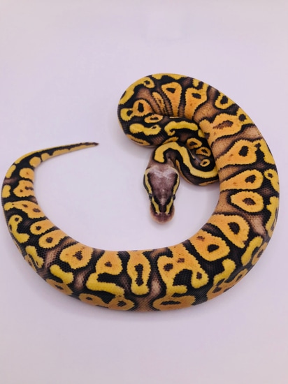 Super Pastel Yellow Belly Ball Python by Blue Phase Genetics