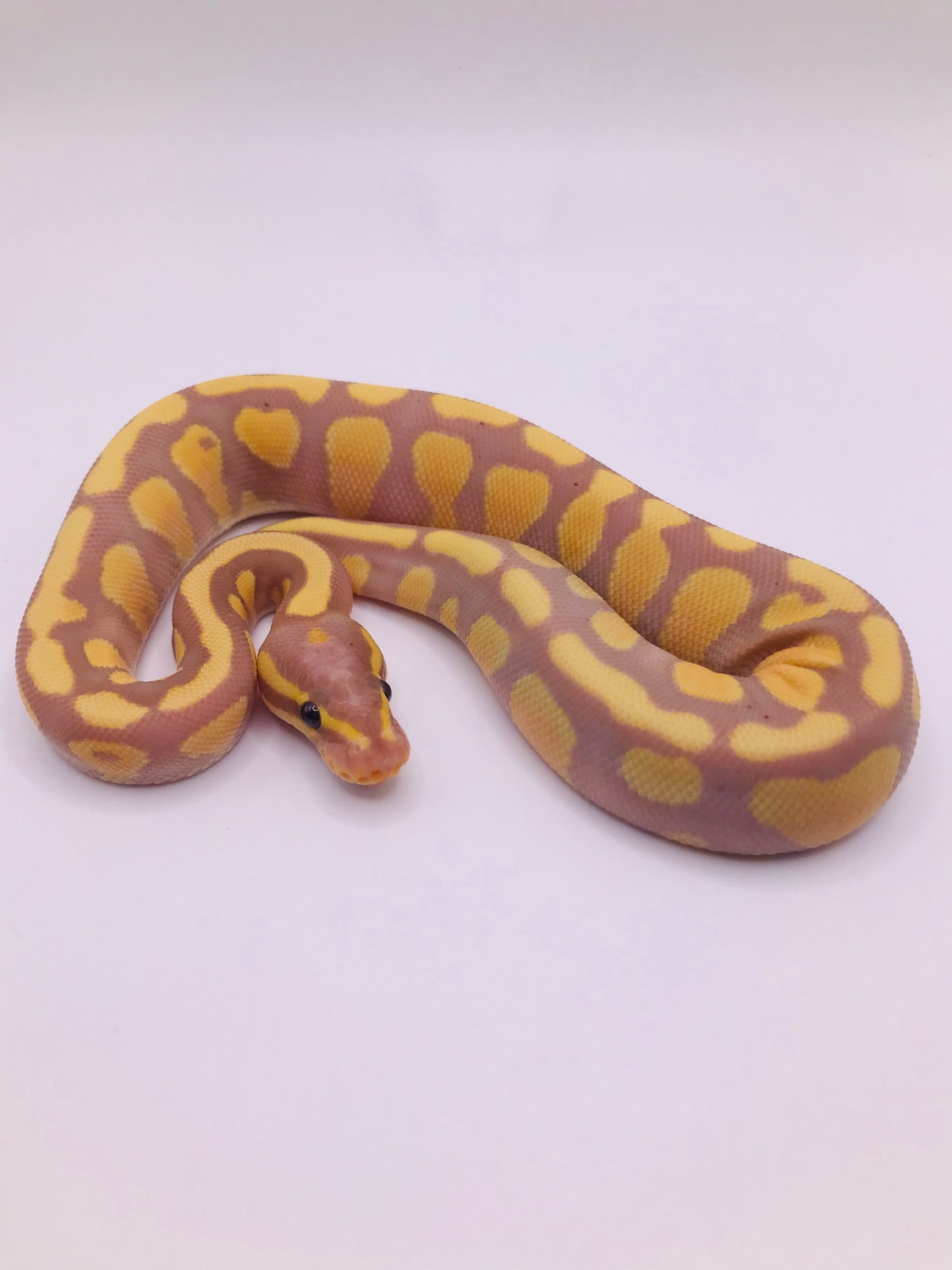 Banana YB/Gravel Ball Python by Blue Phase MorphMarket