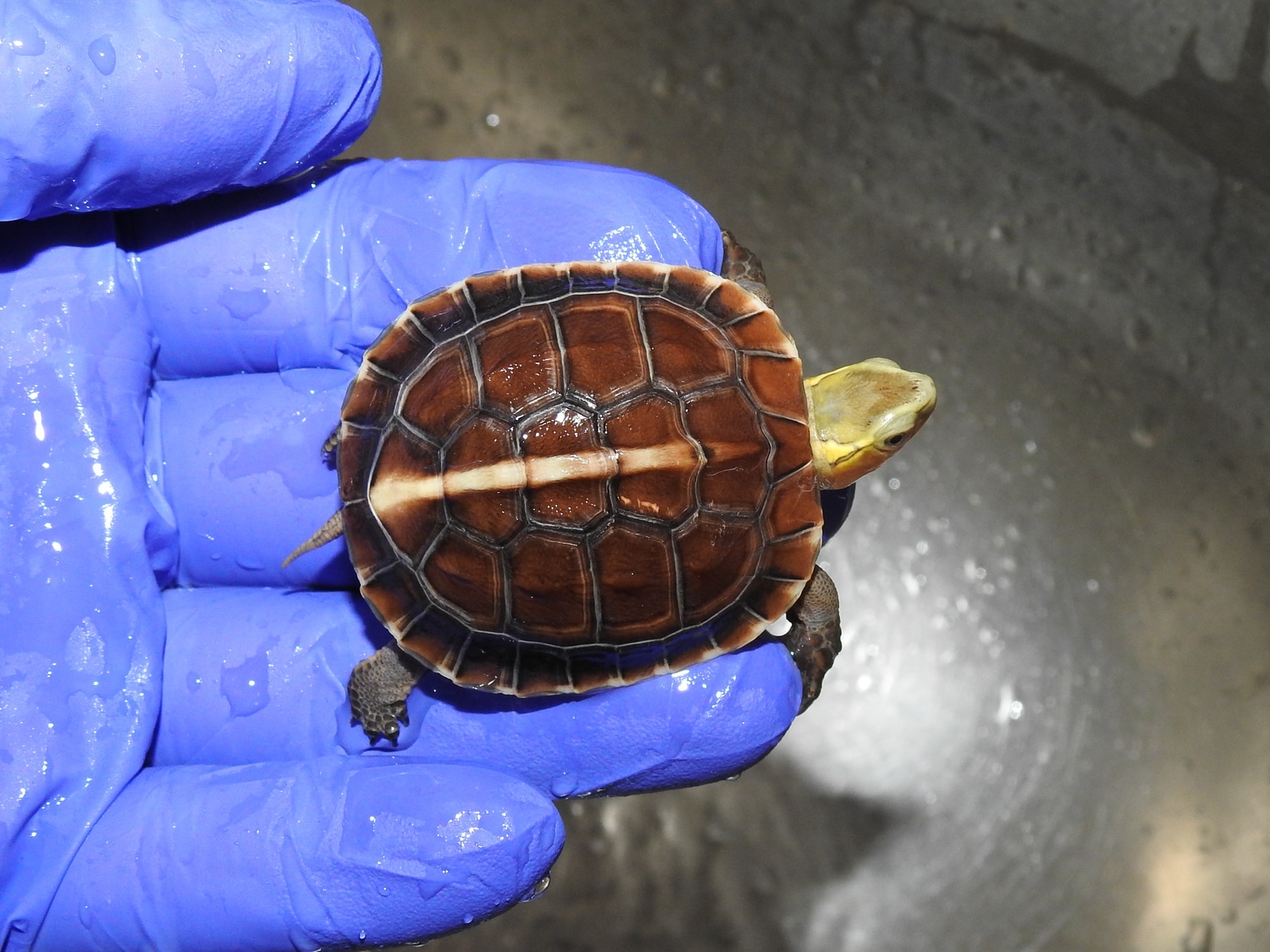 Chinese box turtle (flavomarginata) - #1
