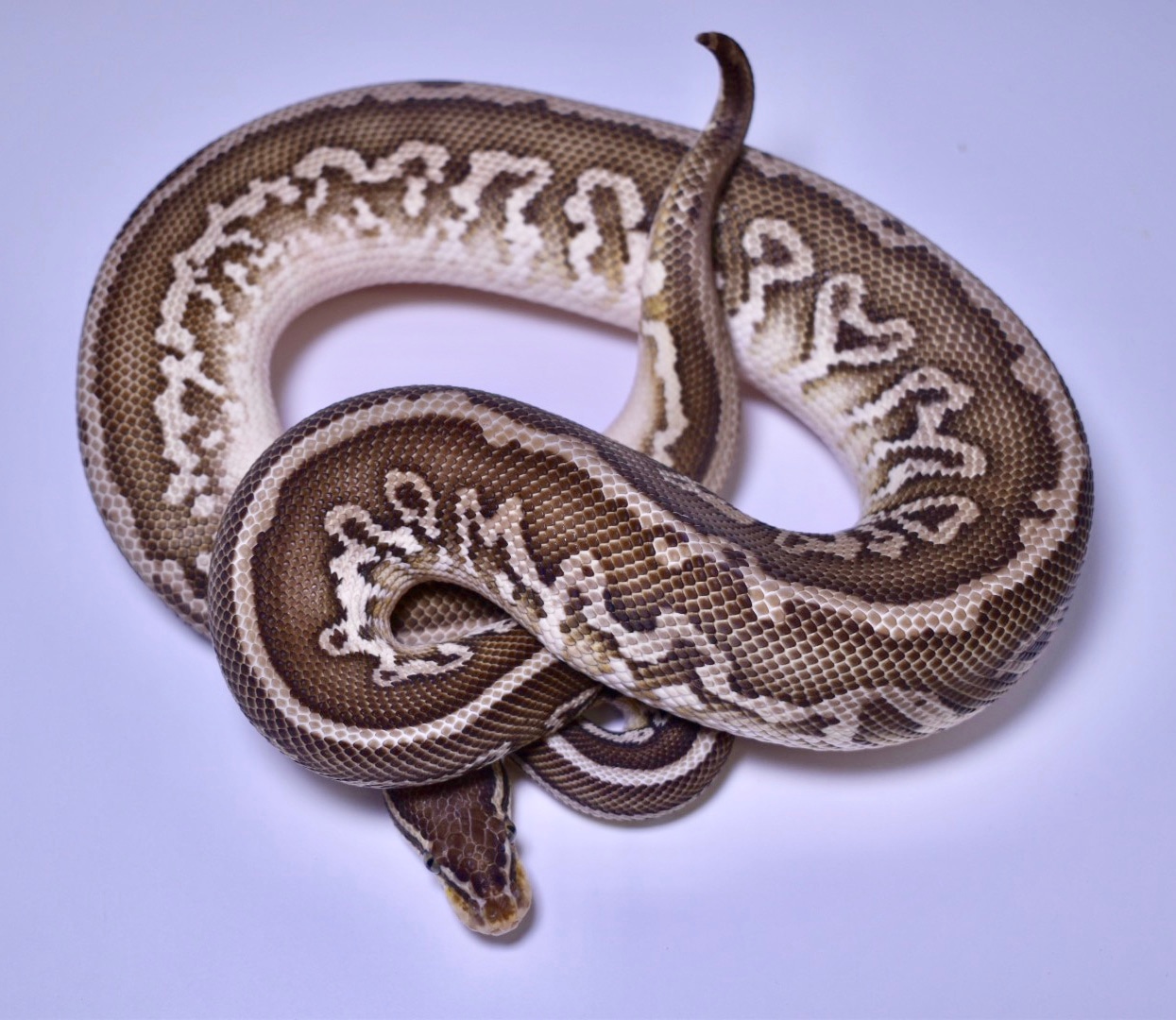 Pastel Lesser Leopard Ball Python by Sloan Reptiles - MorphMarket