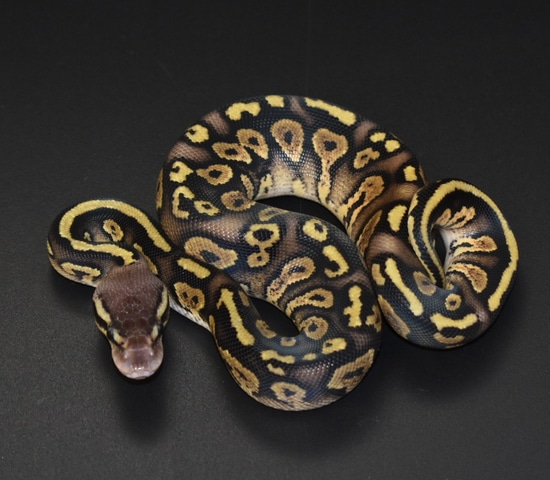 Pastel Cinder Ball Python by Sloan Reptiles