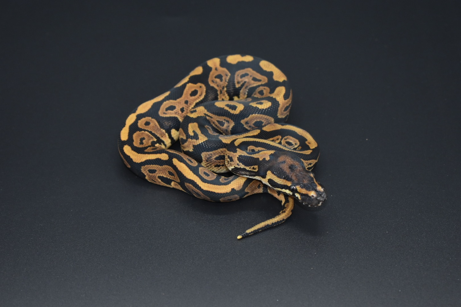 Acid Het Red Axanthic Ball Python by Sloan Reptiles - MorphMarket