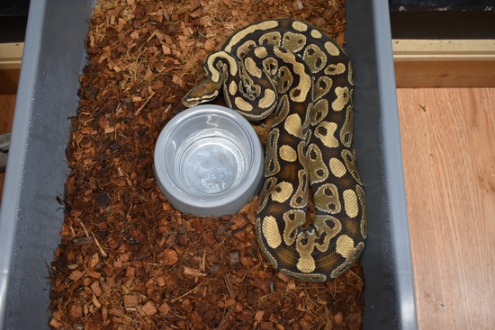 *CW* 25% OFF Proven Baker Special Ball Python by Sloan Reptiles