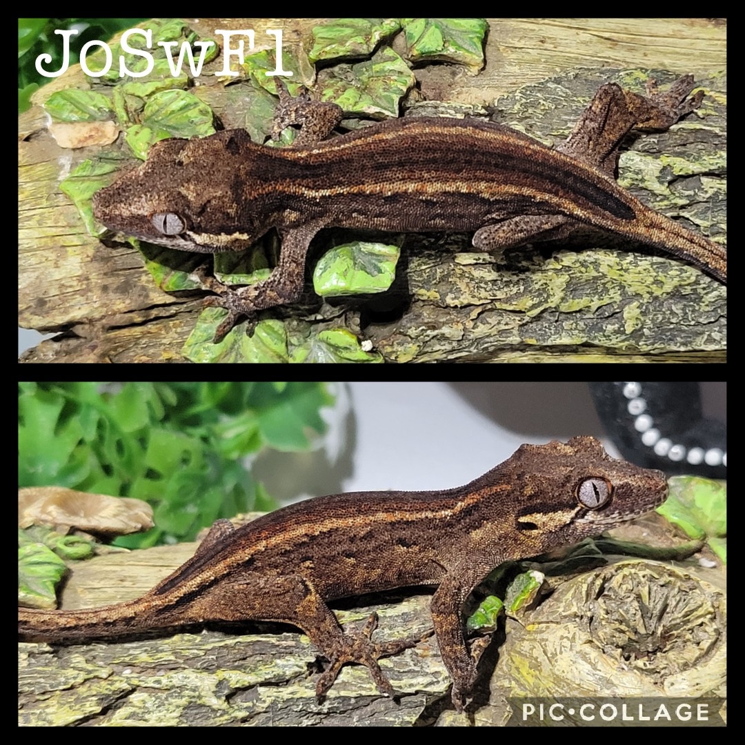 Unsexed Gargoyle Gecko by Nightingale Geckos MorphMarket