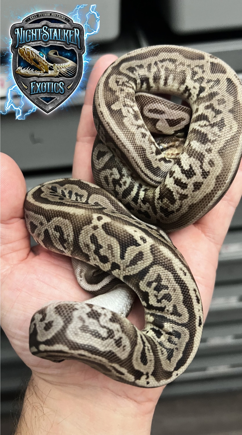 COMBO DEAL! Pewter Leopard Vanilla HET DG Ball Python by NightStalker