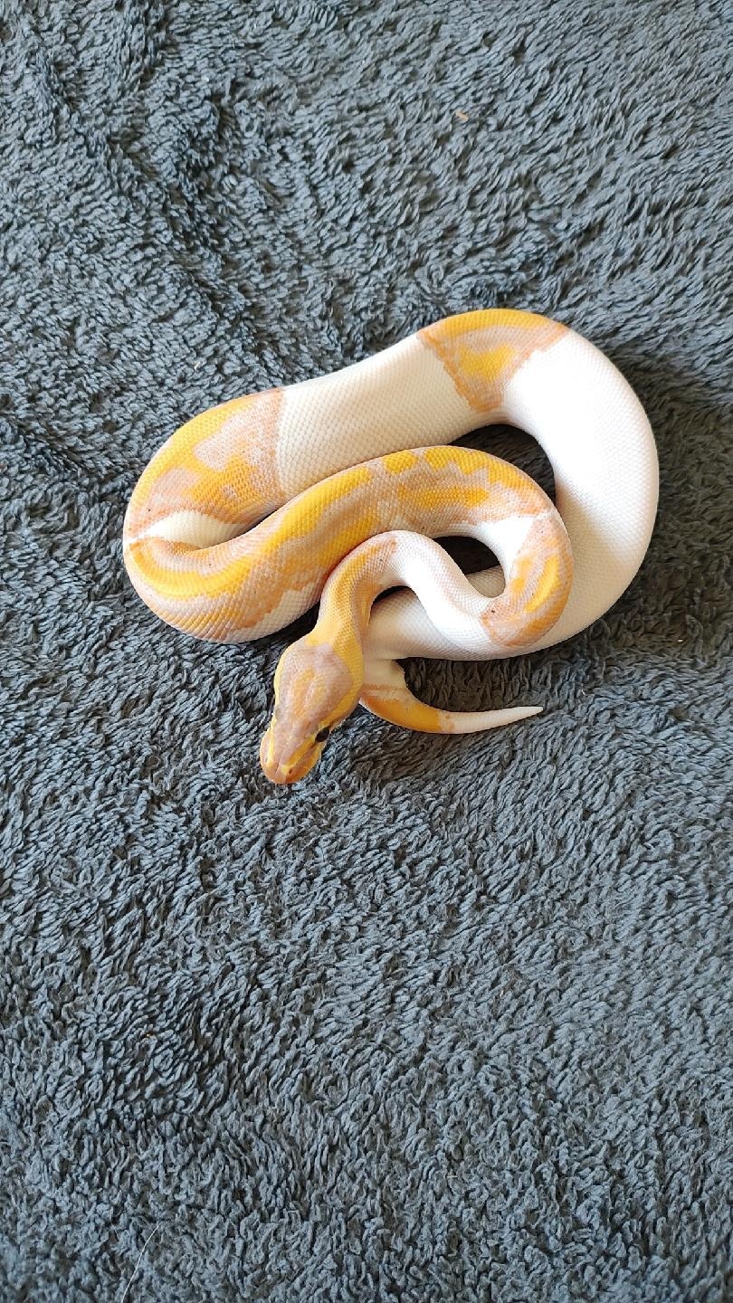 Banana Od Enchi Pied Ball Python by Langley Exotics MorphMarket