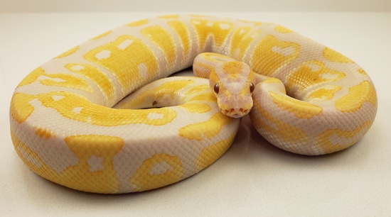 Lavender 66% Dbl Het Clown Genetic Stripe (Kiki Ball) Ball Python by ...