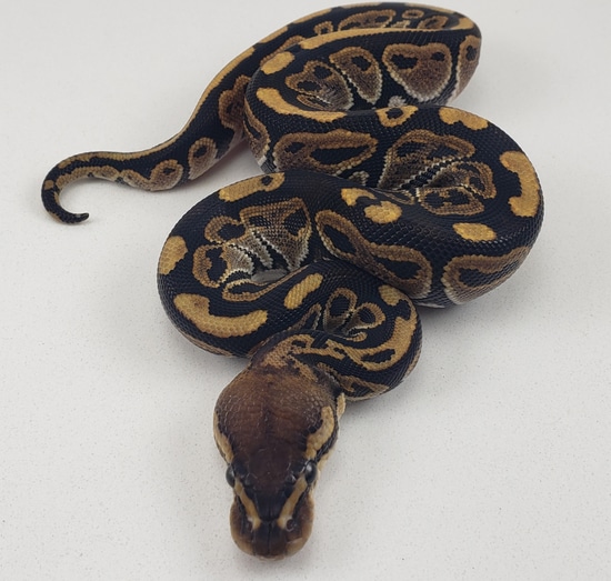 Redhead 66% Dbl Het Genetic Stripe Clown (KIKI BALL) Ball Python by ...