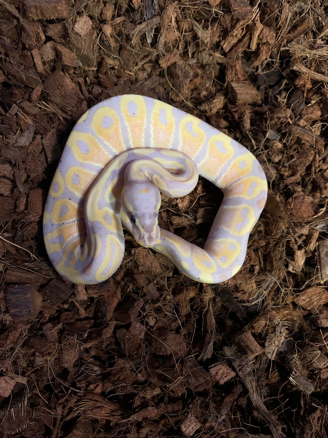 Banana 100 Het Ghost Ball Python by Kandied Balls MorphMarket